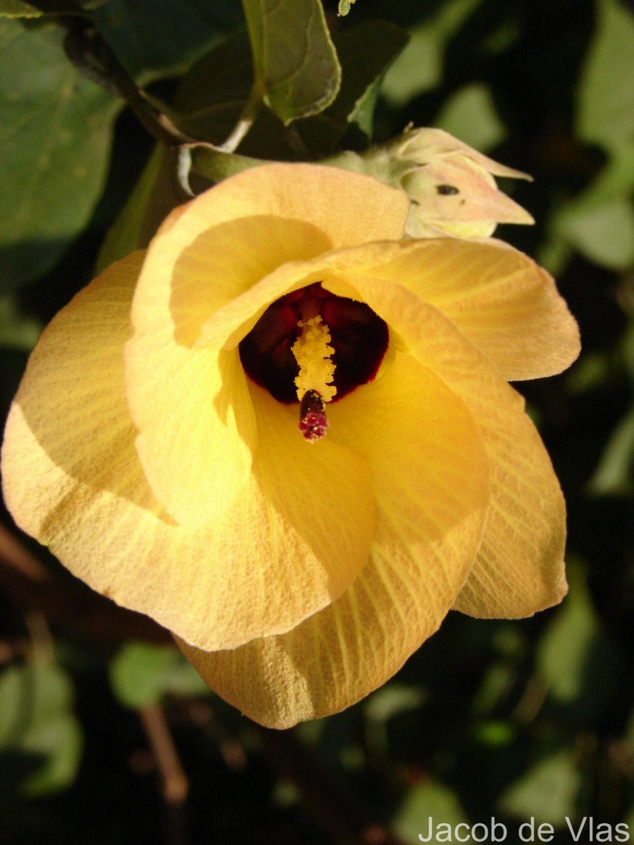 Hibiscus tiliaceus L.